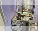 Small #2 American Pit Bull Terrier Mix