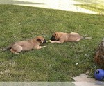 Small Photo #21 Malinois Puppy For Sale in ORCHARDS, WA, USA