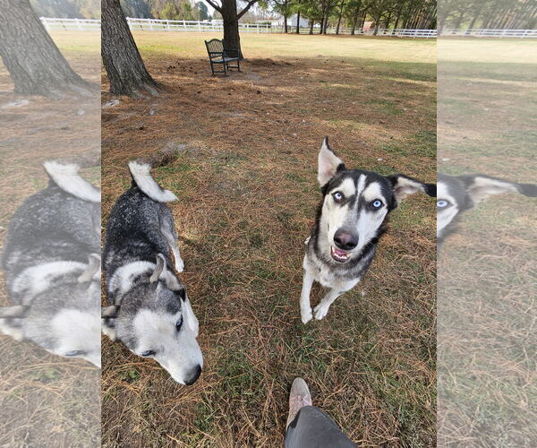 Medium Photo #8 Siberian Husky Puppy For Sale in Severn, MD, USA