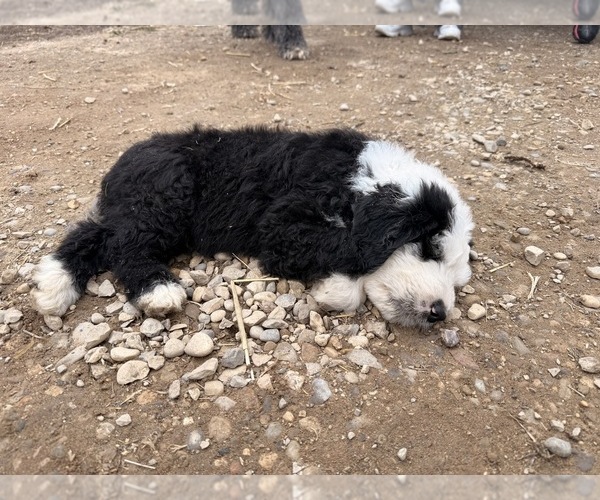Medium Photo #4 Old English Sheepdog Puppy For Sale in MESICK, MI, USA