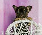 Small #3 French Bulldog