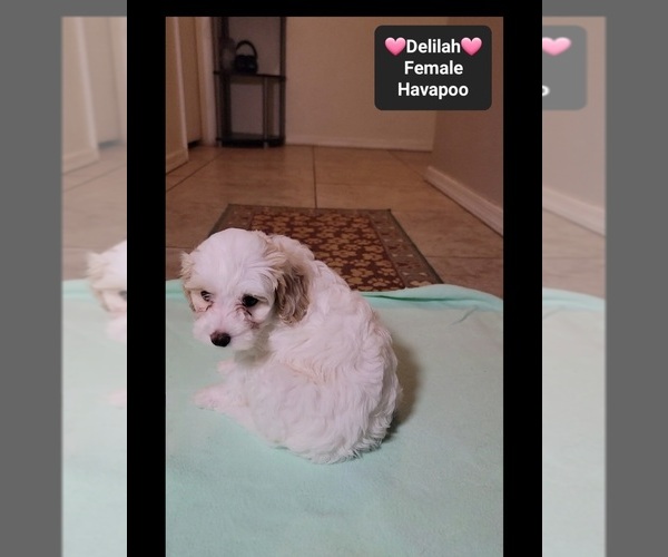 Medium Photo #3 Havapoo Puppy For Sale in TUCSON, AZ, USA