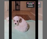 Delilah - Female Havapoo Puppy for Sale - Photo #3