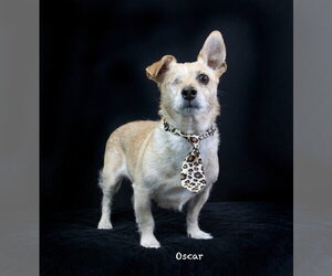 Mutt Dogs for adoption in Hot Springs Village, AR, USA