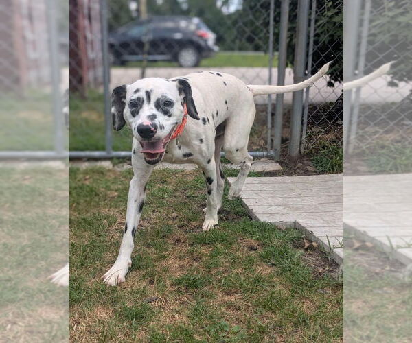 Medium Photo #4 Dalmatian Puppy For Sale in Muskegon, MI, USA