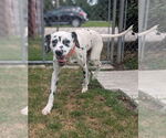Small #3 Dalmatian