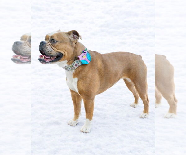 Medium Photo #2 Bulldog Puppy For Sale in Westminster, MA, USA