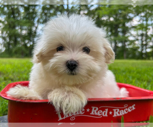 Maltese Puppy for sale in WINSLOW, AR, USA