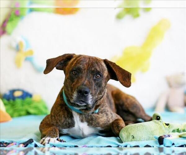 Medium Photo #2 Plott Hound-Unknown Mix Puppy For Sale in Tavares, FL, USA