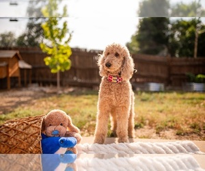 Mother of the Goldendoodle-Poodle (Standard) Mix puppies born on 06/06/2025