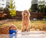 Small Photo #1 Goldendoodle-Poodle (Standard) Mix Puppy For Sale in DENVER, CO, USA