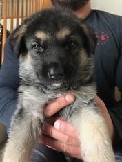 German Shepherd Dog Puppy for sale in NORTH VERSAILLES, PA, USA