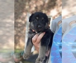 Small Photo #22 German Shepherd Dog Puppy For Sale in CARROLLTON, GA, USA