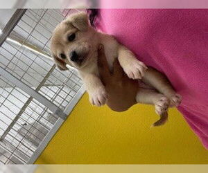 Siberian Husky-Unknown Mix Dogs for adoption in Temple, TX, USA