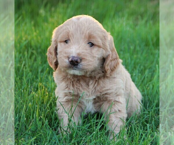 Medium Photo #1 Goldendoodle (Miniature) Puppy For Sale in MYERSTOWN, PA, USA