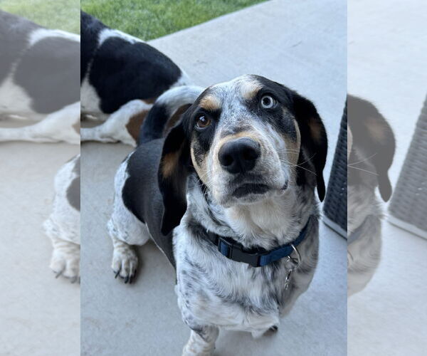 Medium Photo #6 Bagle Hound Puppy For Sale in Carrollton, TX, USA