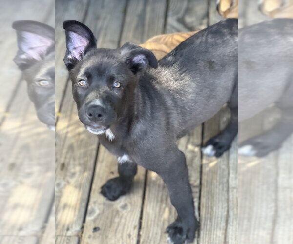Medium Photo #6 Labrador Retriever-Unknown Mix Puppy For Sale in Dana Point, CA, USA