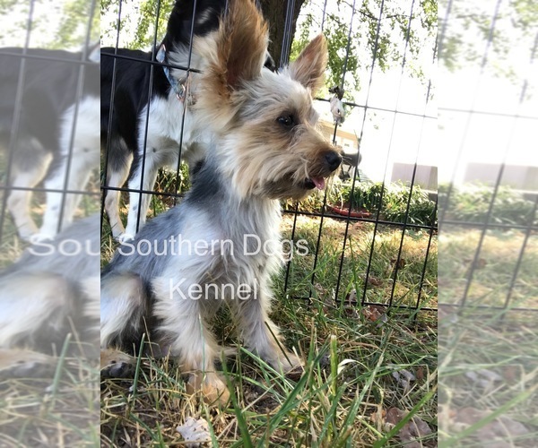 Medium Photo #7 Yorkshire Terrier Puppy For Sale in CASSVILLE, MO, USA