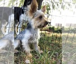 Small Photo #7 Yorkshire Terrier Puppy For Sale in CASSVILLE, MO, USA