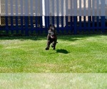 Small Photo #4 Dutch Shepherd Dog Puppy For Sale in CHARLESTON, WV, USA