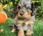 Puppy Bluebelle Miniature Bernedoodle