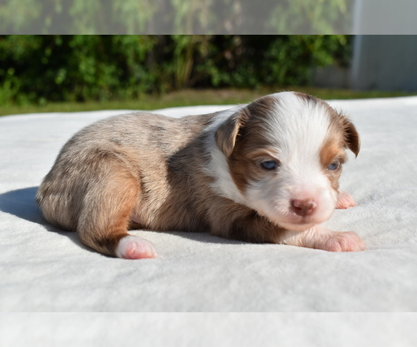 Medium Photo #1 Miniature Australian Shepherd Puppy For Sale in PALM COAST, FL, USA