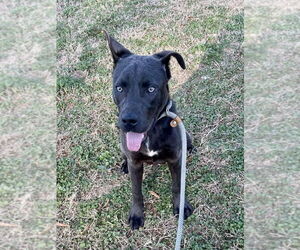 Labrador Retriever-Unknown Mix Dogs for adoption in Brewster, NY, USA