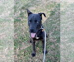 Small Labrador Retriever Mix