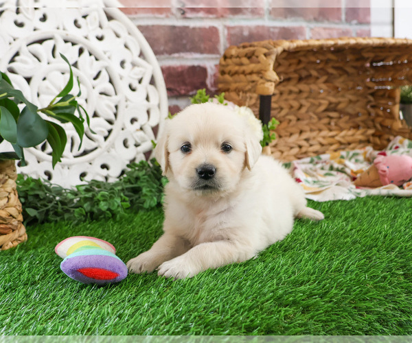 Medium Photo #4 Golden Retriever Puppy For Sale in SYRACUSE, IN, USA