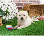 Small #3 Golden Retriever