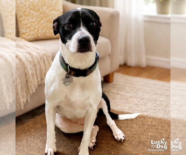 Medium Photo #2 Pointer-Retriever  Mix Puppy For Sale in Washington, DC, USA