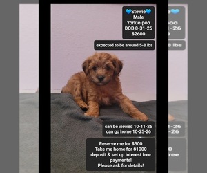 Yorkipoo Puppy for sale in TUCSON, AZ, USA