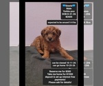Stewie - Male Yorkipoo Puppy for Sale - Small photo