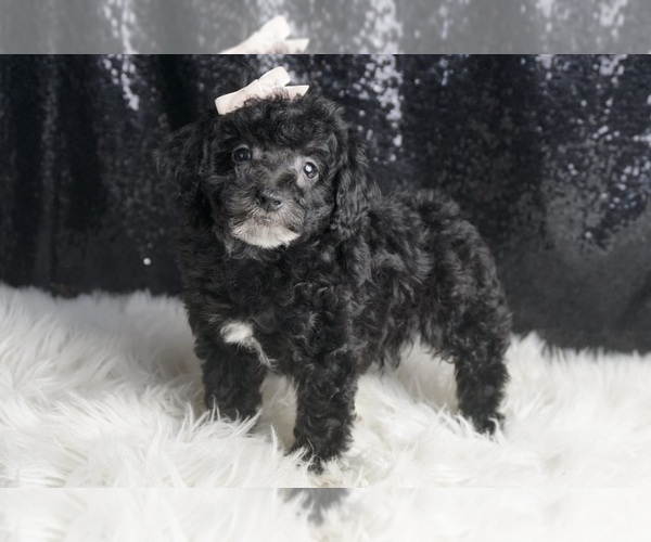 Medium Photo #3 Poodle (Toy) Puppy For Sale in WARSAW, IN, USA