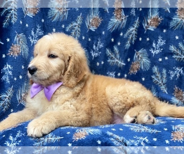 Medium Photo #4 Double Doodle Puppy For Sale in LAKELAND, FL, USA