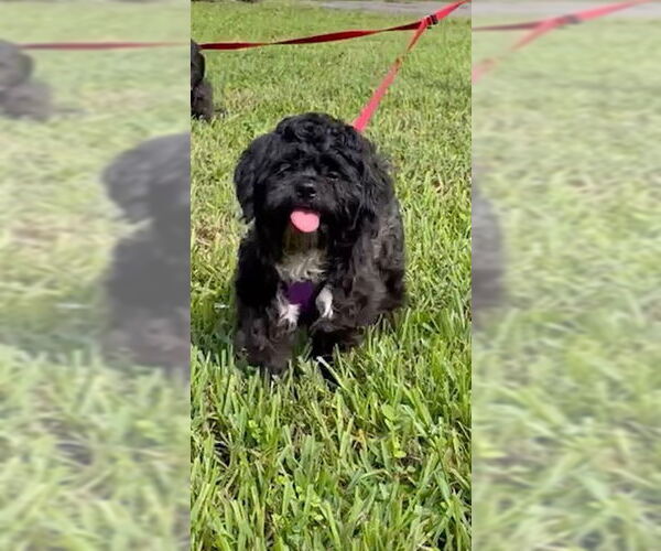 Medium Photo #7 Shih Tzu Puppy For Sale in Weston, FL, USA