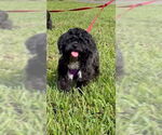 Small #6 Shih Tzu