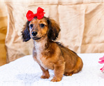 Puppy 3 Dachshund