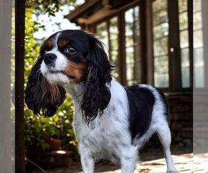 Mother of the Cavalier King Charles Spaniel puppies born on 06/16/2025