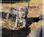 Small #6 Cane Corso