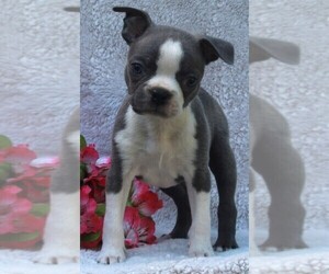 Boston Terrier Puppy for sale in FREDERICKSBURG, OH, USA