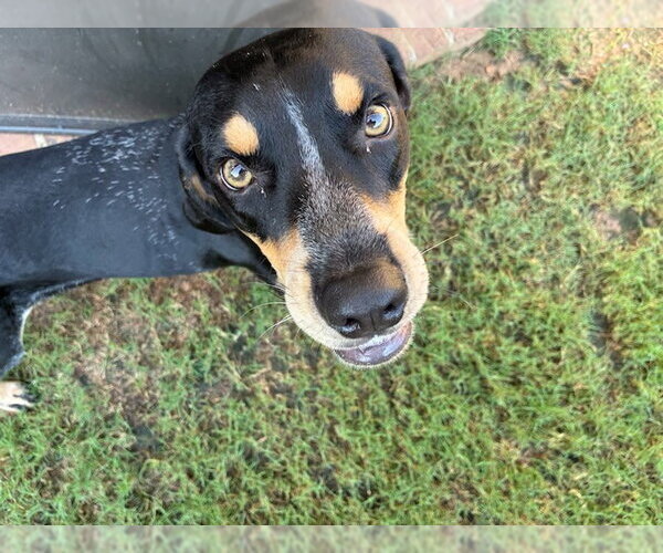 Medium Photo #3 Mutt Puppy For Sale in Magnolia Springs, AL, USA