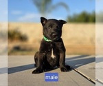 Puppy Green collar Belgian Malinois