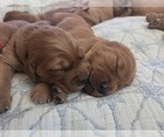 Litter of 10 - Male(s) and Female(s) Golden Irish-Golden Retriever MixLitter of Puppies for Sale - Small photo