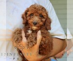 Small #1 Goldendoodle (Miniature)