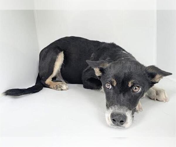 Medium Photo #1 Australian Kelpie Puppy For Sale in Houston, TX, USA