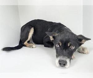 Australian Kelpie Dogs for adoption in Houston, TX, USA