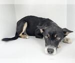 Small Australian Kelpie