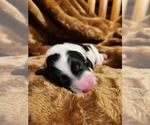 Small #3 Sheepadoodle