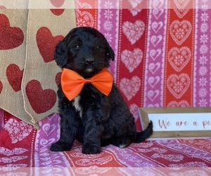 Goldendoodle Puppy for sale in LANCASTER, PA, USA